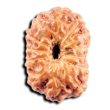Load image into Gallery viewer, 13 Mukhi Indonesian Rudraksha - Bead No 269
