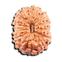 Load image into Gallery viewer, 13 Mukhi Indonesian Rudraksha - Bead No 272