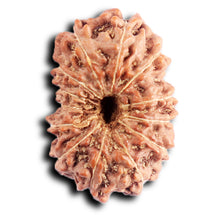 Load image into Gallery viewer, 13 Mukhi Indonesian Rudraksha - Bead No 282