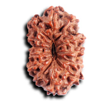 Load image into Gallery viewer, 13 Mukhi Indonesian Rudraksha - Bead No 284