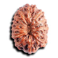 Load image into Gallery viewer, 13 Mukhi Indonesian Rudraksha - Bead No 286