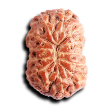 Load image into Gallery viewer, 13 Mukhi Indonesian Rudraksha - Bead No 289