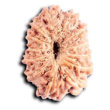 Load image into Gallery viewer, 13 Mukhi Indonesian Rudraksha - Bead No 292