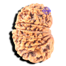 Load image into Gallery viewer, 13 Mukhi Nepalese Rudraksha - Bead No. 246