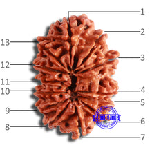 Load image into Gallery viewer, 13 Mukhi Nepalese Rudraksha - Bead No. 350