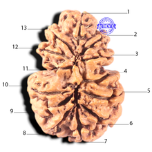 Load image into Gallery viewer, 13 Mukhi Gaurishankar Nepalese Rudraksha - Bead No. 374