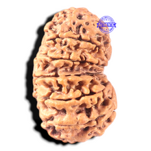 Load image into Gallery viewer, 13 Mukhi Gaurishankar Nepalese Rudraksha - Bead No. 374