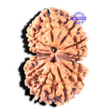 Load image into Gallery viewer, 13 Mukhi Gaurishankar Nepalese Rudraksha - Bead No. 375