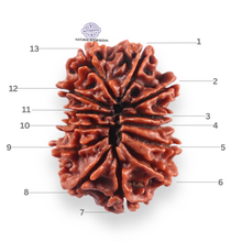Load image into Gallery viewer, 13 Mukhi Nepalese Rudraksha - Bead No. 381