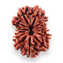 Load image into Gallery viewer, 13 Mukhi Nepalese Rudraksha - Bead No. 381