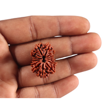 Load image into Gallery viewer, 13 Mukhi Nepalese Rudraksha - Bead No. 381