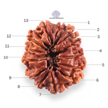 Load image into Gallery viewer, 13 Mukhi Nepalese Rudraksha - Bead No. 382