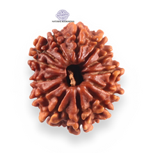 Load image into Gallery viewer, 13 Mukhi Nepalese Rudraksha - Bead No. 382