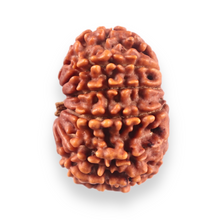 Load image into Gallery viewer, 13 Mukhi Nepalese Rudraksha - Bead No. 382