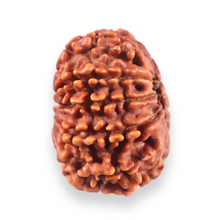 Load image into Gallery viewer, 13 Mukhi Nepalese Rudraksha - Bead No. 382