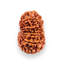 Load image into Gallery viewer, 13 Mukhi Nepalese Rudraksha - Bead No. 383