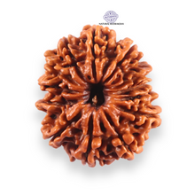 Load image into Gallery viewer, 13 Mukhi Nepalese Rudraksha - Bead No. 383