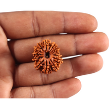 Load image into Gallery viewer, 13 Mukhi Nepalese Rudraksha - Bead No. 383
