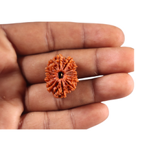 Load image into Gallery viewer, 13 Mukhi Nepalese Rudraksha - Bead No. 384