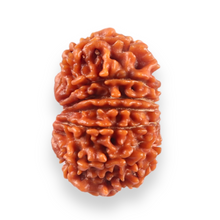 Load image into Gallery viewer, 13 Mukhi Nepalese Rudraksha - Bead No. 384