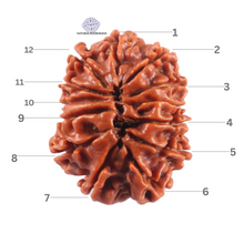 Load image into Gallery viewer, 13 Mukhi Nepalese Rudraksha - Bead No. 385