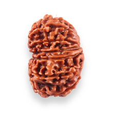 Load image into Gallery viewer, 13 Mukhi Nepalese Rudraksha - Bead No. 385