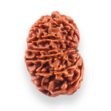 Load image into Gallery viewer, 13 Mukhi Nepalese Rudraksha - Bead No. 385