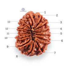 Load image into Gallery viewer, 13 Mukhi Nepalese Rudraksha - Bead No. 386