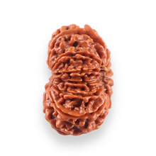 Load image into Gallery viewer, 13 Mukhi Nepalese Rudraksha - Bead No. 386