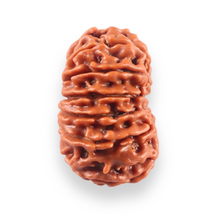 Load image into Gallery viewer, 13 Mukhi Nepalese Rudraksha - Bead No. 386