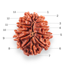 Load image into Gallery viewer, 13 Mukhi Nepalese Rudraksha - Bead No. 387
