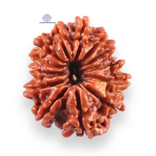 Load image into Gallery viewer, 13 Mukhi Nepalese Rudraksha - Bead No. 387
