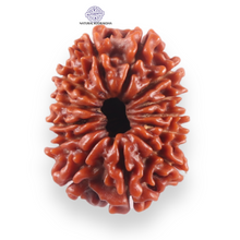 Load image into Gallery viewer, 13 Mukhi Nepalese Rudraksha - Bead No. 388
