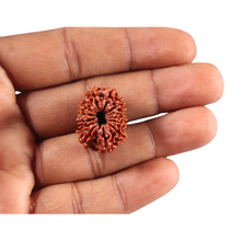 Load image into Gallery viewer, 13 Mukhi Nepalese Rudraksha - Bead No. 388
