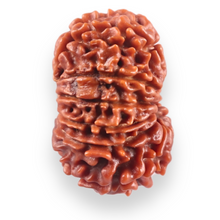 Load image into Gallery viewer, 13 Mukhi Nepalese Rudraksha - Bead No. 388