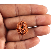 Load image into Gallery viewer, 13 Mukhi Nepalese Rudraksha - Bead No. 389
