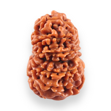 Load image into Gallery viewer, 13 Mukhi Nepalese Rudraksha - Bead No. 389