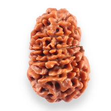 Load image into Gallery viewer, 13 Mukhi Nepalese Rudraksha - Bead No. 389