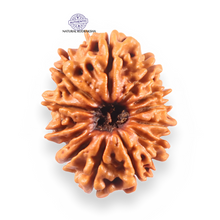 Load image into Gallery viewer, 13 Mukhi Nepalese Rudraksha - Bead No. 390