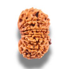 Load image into Gallery viewer, 13 Mukhi Nepalese Rudraksha - Bead No. 390