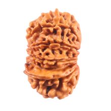 Load image into Gallery viewer, 13 Mukhi Nepalese Rudraksha - Bead No. 390