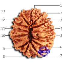 Load image into Gallery viewer, 13 Mukhi Nepalese Rudraksha - Bead No. 359