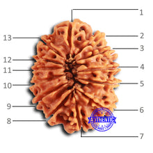 Load image into Gallery viewer, 13 Mukhi Nepalese Rudraksha - Bead No. 366