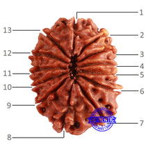 Load image into Gallery viewer, 13 Mukhi Nepalese Rudraksha - Bead No. 368