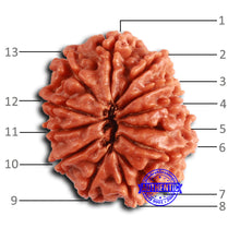 Load image into Gallery viewer, 13 Mukhi Nepalese Rudraksha - Bead No. 370