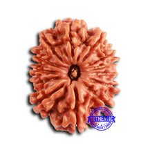 Load image into Gallery viewer, 13 Mukhi Nepalese Rudraksha - Bead No. 363