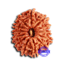Load image into Gallery viewer, 13 Mukhi Nepalese Rudraksha - Bead No. 369