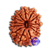 Load image into Gallery viewer, 13 Mukhi Nepalese Rudraksha - Bead No. 371