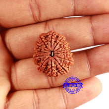 Load image into Gallery viewer, 13 Mukhi Nepalese Rudraksha - Bead No. 361
