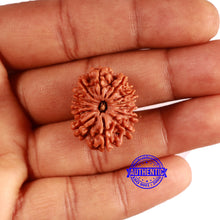 Load image into Gallery viewer, 13 Mukhi Nepalese Rudraksha - Bead No. 363